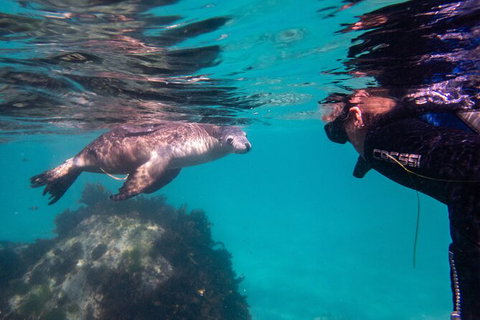 Half-Day Sea Lion Snorkeling Tour From Port Lincoln - Accommodation Georgetown 5