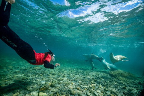 Half-Day Sea Lion Snorkeling Tour From Port Lincoln - Accommodation Georgetown 1