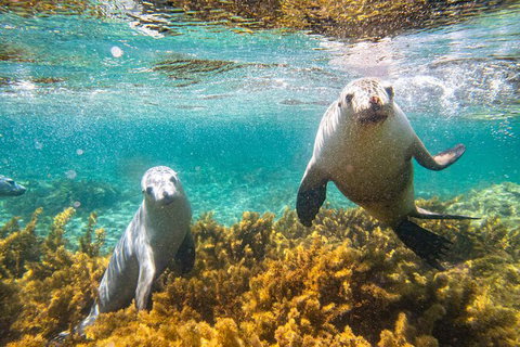 Half-Day Sea Lion Snorkeling Tour From Port Lincoln - Accommodation Georgetown 7