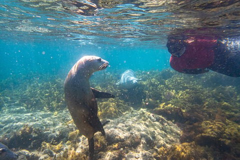 Half-Day Sea Lion Snorkeling Tour From Port Lincoln - Accommodation Georgetown 3