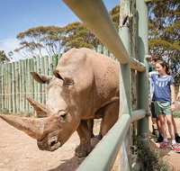 Rhino Interactive and a day at Monarto Safari Park - Accommodation Georgetown