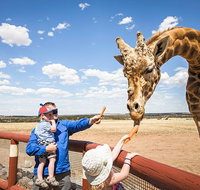 Giraffe Safari and a day at Monarto Safari Park - Accommodation Georgetown
