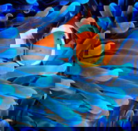 5-Day Best of Cairns with Daintree Kuranda and Great Barrier Reef - Accommodation Georgetown