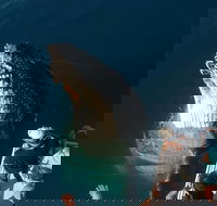 Hervey Bay Whale Watching Experience - Accommodation Georgetown