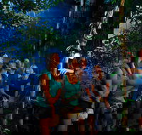 Daintree Rainforest Night Walk from Cape Tribulation - Accommodation Georgetown