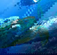 Scuba Dive the S.S. Yongala Wreck on the Great Barrier Reef. - Accommodation Georgetown