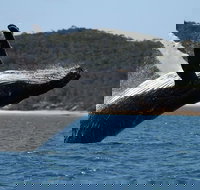 Hervey Bay Ultimate Whale Watching Cruise - Accommodation Georgetown