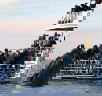 Hervey Bay Whale Watching Cruise - Accommodation Georgetown