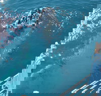 Three-Quarter Day Hervey Bay Premium Whale Watching Cruise - Accommodation Georgetown