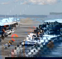 Hervey Bay Whale Swim and Watch - Accommodation Georgetown