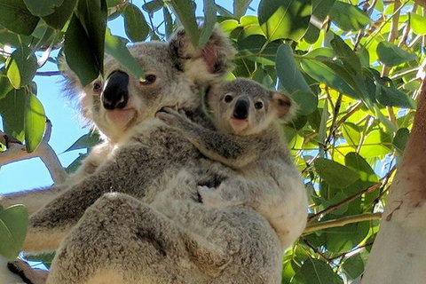 Magnetic Island Tour: Maggie Comprehensive - Accommodation Georgetown 4