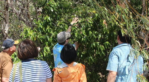 Magnetic Island Tour: Maggie Comprehensive - Accommodation Georgetown 6