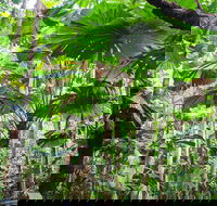 Cape Tribulation Daintree Rainforest and Wildlife Tour - Accommodation Georgetown