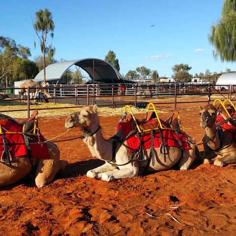 Uluru Small-Group Tour By Camel At Sunrise Or Sunset - Accommodation Georgetown 15