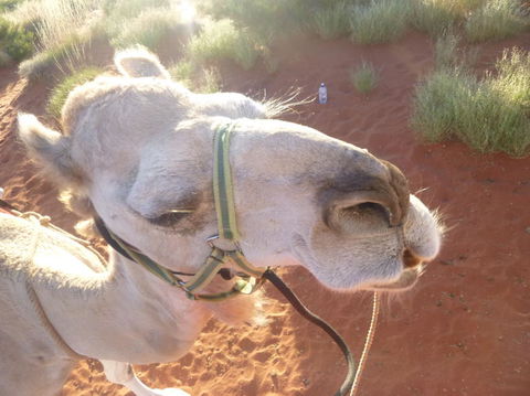 Uluru Small-Group Tour By Camel At Sunrise Or Sunset - Accommodation Georgetown 10