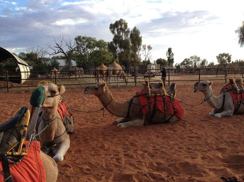 Uluru Small-Group Tour By Camel At Sunrise Or Sunset - Accommodation Georgetown 24