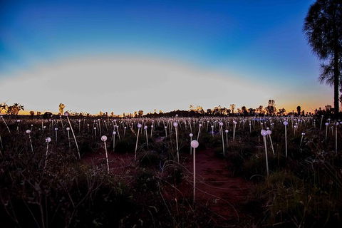 Uluru Field Of Light Sunrise Tour - Accommodation Georgetown 8