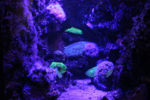 SEA LIFE Sydney Aquarium Entrance Ticket - Accommodation Georgetown 8