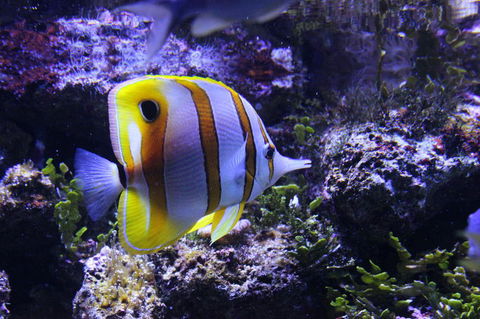 SEA LIFE Sydney Aquarium Entrance Ticket - Accommodation Georgetown 7