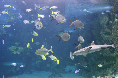 SEA LIFE Sydney Aquarium Entrance Ticket - Accommodation Georgetown 9