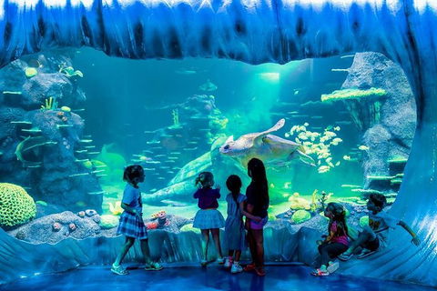 SEA LIFE Sydney Aquarium Entrance Ticket - Accommodation Georgetown 0