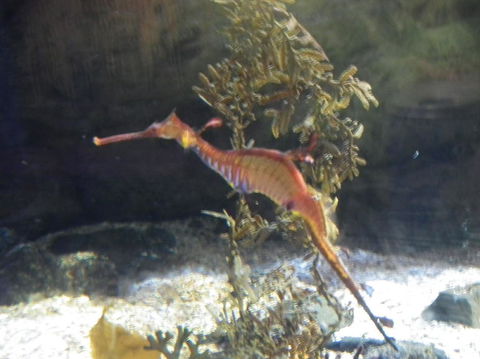SEA LIFE Sydney Aquarium Entrance Ticket - Accommodation Georgetown 12