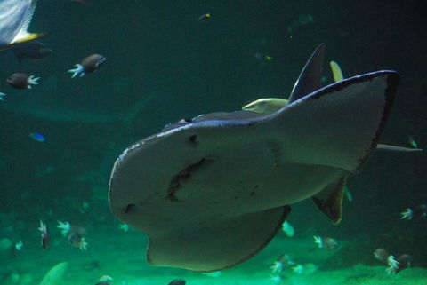 SEA LIFE Sydney Aquarium Entrance Ticket - Accommodation Georgetown 20