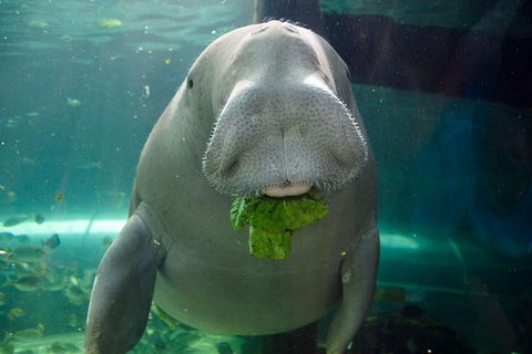 SEA LIFE Sydney Aquarium Entrance Ticket - Accommodation Georgetown 1