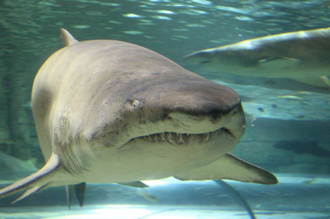 SEA LIFE Sydney Aquarium Entrance Ticket - Accommodation Georgetown 5