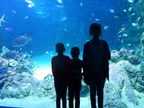 SEA LIFE Sydney Aquarium Entrance Ticket - Accommodation Georgetown 10