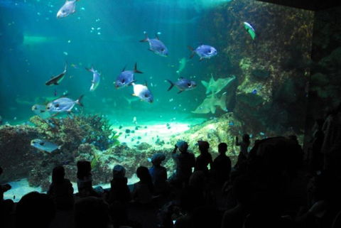 SEA LIFE Sydney Aquarium Entrance Ticket - Accommodation Georgetown 21