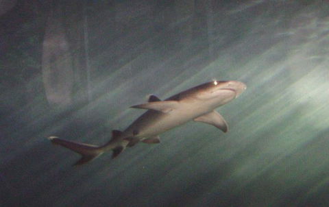 SEA LIFE Sydney Aquarium Entrance Ticket - Accommodation Georgetown 17