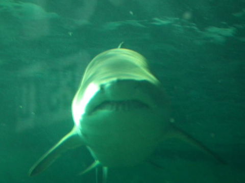 SEA LIFE Sydney Aquarium Entrance Ticket - Accommodation Georgetown 13