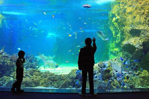 SEA LIFE Sydney Aquarium Entrance Ticket - Accommodation Georgetown 15