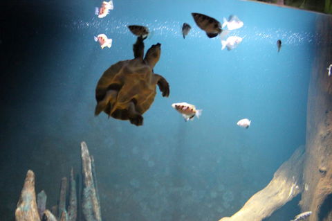 SEA LIFE Sydney Aquarium Entrance Ticket - Accommodation Georgetown 4