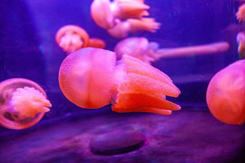SEA LIFE Sydney Aquarium Entrance Ticket - Accommodation Georgetown 31