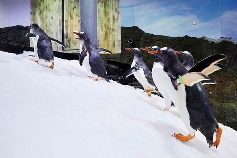 SEA LIFE Sydney Aquarium Entrance Ticket - Accommodation Georgetown 32