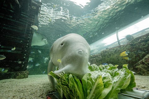 SEA LIFE Sydney Aquarium Entrance Ticket - Accommodation Georgetown 34