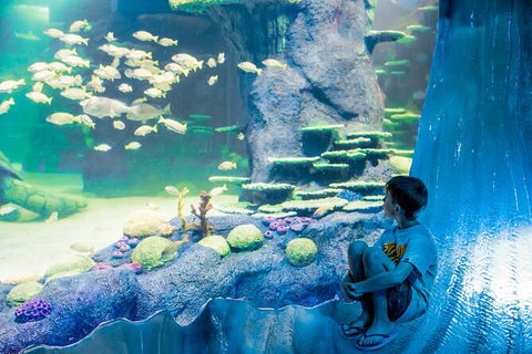 SEA LIFE Sydney Aquarium Entrance Ticket - Accommodation Georgetown 28