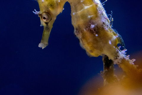 SEA LIFE Sydney Aquarium Entrance Ticket - Accommodation Georgetown 27