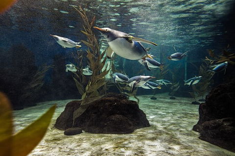 SEA LIFE Sydney Aquarium Entrance Ticket - Accommodation Georgetown 29