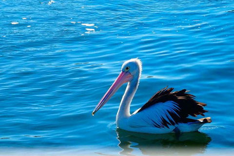 Newcastle And Central Coast Private Shore Excursion | Departs Newcastle Port - Accommodation Georgetown 7