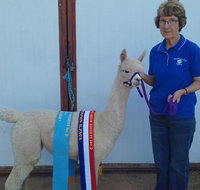Marchmont Park Alpacas - Accommodation Georgetown