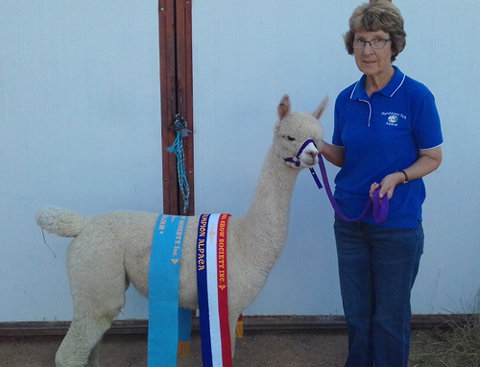 Marchmont Park Alpacas - Accommodation Georgetown 0