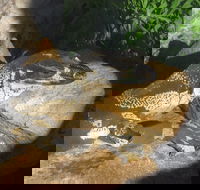 Armadale Reptile Centre - Accommodation Georgetown