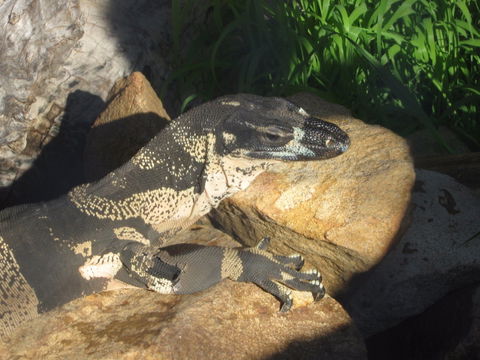 Armadale Reptile Centre - Accommodation Georgetown 0