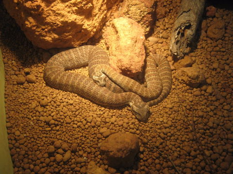 Armadale Reptile Centre - Accommodation Georgetown 1