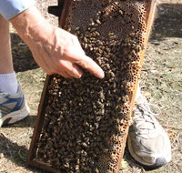 Bees on Keswick Island - Accommodation Georgetown
