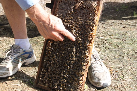 Bees On Keswick Island - Accommodation Georgetown 0