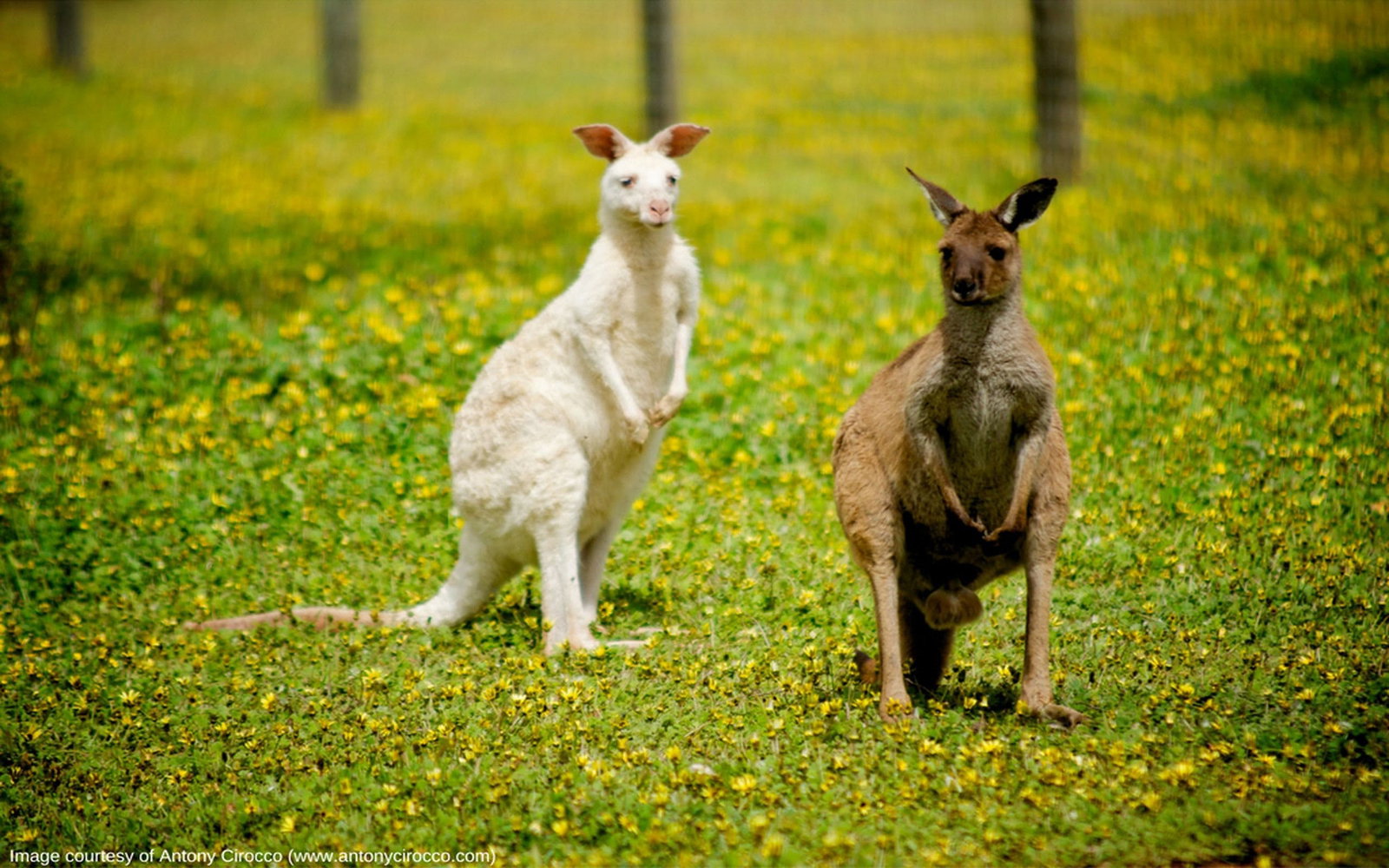 Zoos Burpengary QLD Accommodation Georgetown